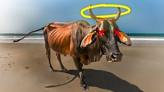 I Investigated Indias Strange Holy Cow Paradox [upl. by Nnaul]