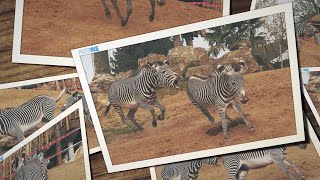 Le zèbre de Grévy du ZooParc de Beauval  Grévys zebra at ZooParc de Beauval [upl. by Novj17]