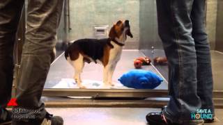 Adottare un cane il commovente video di Save A Hound [upl. by Ellehcir694]