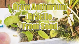 How To Grow Anthurium Gracile From Seed [upl. by Nerek]