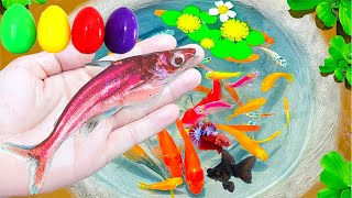 Catch so Beautiful Ornamental Fish Goldfish Penda Fish Diamond Fish Luxury Goldfish Japan KOI [upl. by Yelknirb]