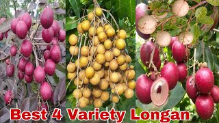 Best 4 Variety Longan Fruit Review  Ruby Longan PingPong Longan Pink Longan White Longan [upl. by Eelan341]