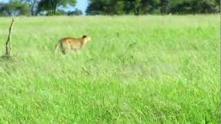 Cheetah Chasing Lion [upl. by Yeleen]