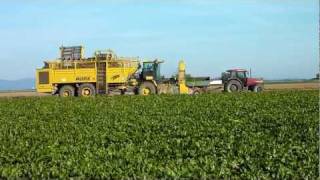 Beet digging with ROPA EuroTiger [upl. by Kirit]