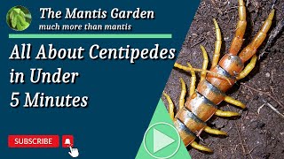 All About Centipedes in Under 5 Minutes [upl. by Rustie]