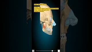 Medial Pterygoid Muscle humananatomy mbbs anatomy humananatomyandphysiology [upl. by Nohsav233]