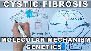 Cystic Fibrosis  Molecular Mechanism amp Genetics [upl. by Dannon290]