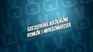 OGONEK RADZI 1  Szczepienie królików pomór i myksomatoza [upl. by Anahsor553]