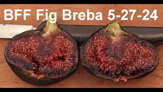 BFF Fig Breba May 2024 [upl. by Samled]