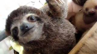 Sloth Crossing at Aviarios Sloth Rescue Center [upl. by Atteloc502]