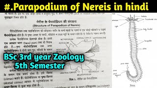 Structure of Parapodium of Nereis in hindi  BSc 3rd year Zoology 5th Semester [upl. by Hadwin345]