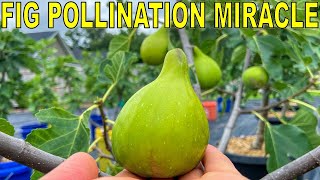 Breeding Figs The AMAZING Fig Wasp Story And Fig Pollination Science [upl. by Eiramanin28]