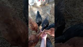 Black Australorps and Rhode Island Red Chickens [upl. by Payson]