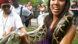 Bermis Python at the Australia Zoo [upl. by Aisorbma3]