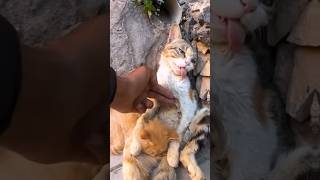 Rescue Cats Last Hug Kitten Embraces Dying Mother Unbelievable Outcome [upl. by Aihsak]