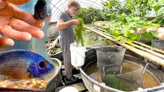 Setting up a 300gallon cichlid breeding vat ••• Copadichromis borleyi ••• from Lake Malawi [upl. by Accisej]