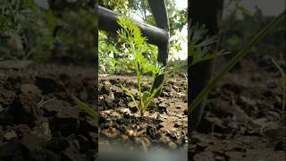 The carrot plants have grown so big nature farming carrot shorts [upl. by Ahsatal314]