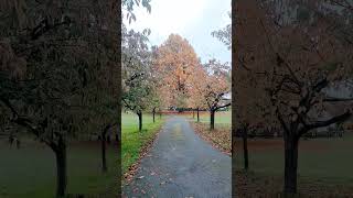 Copper Beech tree or Fagus sylvatica f purpurea trees autumn [upl. by Nirra]