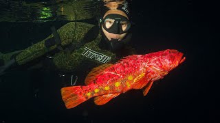 South Australian Spearfishing Titles A Test of Skill and Endurance [upl. by Noinatrad546]