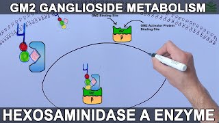 Lysosomal Metabolism of GM2 Ganglioside  Tay Sachs Diesease [upl. by Nakah]