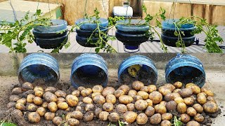 Grow GIANT Potatoes In Plastic Bottles LIKE A PRO [upl. by Attennek55]