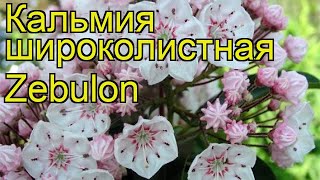 Кальмия широколистная Зебулон Краткий обзор описание характеристик kalmia latifolia Zebulon [upl. by Naaman]