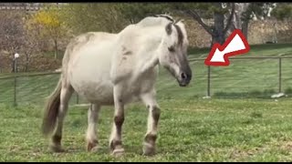 Pregnant Mare About to Give Birth—What the Vet Found Will Shock You [upl. by Olympie]