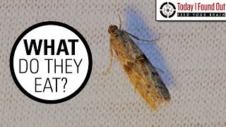 The Truth About Clothes Moths [upl. by Schultz886]