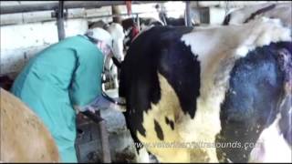 Veterinarian Treats Bovine with Hemorrhagic Enteritis [upl. by Lugo]