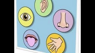 Five 5 Senses Human Body Part 1kindergartenpreschooltoddlers [upl. by Aliekat907]