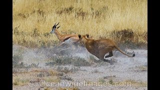 Lion Hunt Gazelle  Animal Kingdom  Lion Attack  Wild Life [upl. by Arahas53]