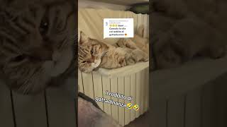 IL REDDITO DI GATTADINANZA cat gattidivertenti funnyvideo catlover catshorts funnycats perte [upl. by Wsan]