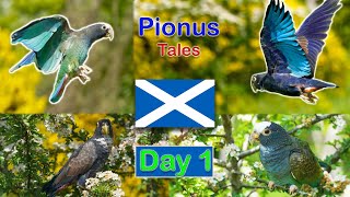 Pionus Parrots go on Free Flying Holiday to Scotland  Part 13 [upl. by Kristina]