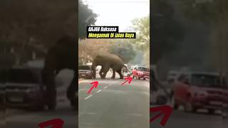 WOW GAJAH di JALAN RAYA elephant animals [upl. by Bernardina]