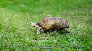 Biodiversity of Jalthal Forest jhapa nepal [upl. by Arytahs741]