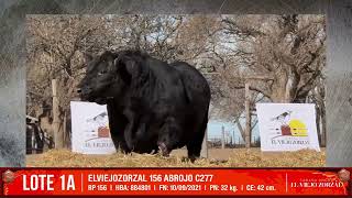 ABROJO  ANGUS NEGRO  SEMEX  CIAVT [upl. by Hermia]