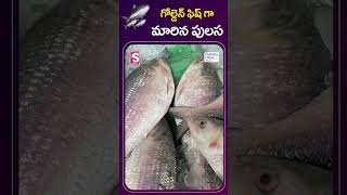 గోల్డెన్ ఫిష్ గా మారిన పులస  Pulasa Fish Price competing with Gold  Fishery News Telugu [upl. by Drofdarb]