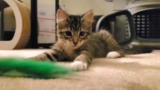 Sammi and Dean Cute and Playful Kittens Having a Blast With Their Cat Toy [upl. by Nalyorf]