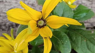 rudbeckia irta L [upl. by Blasius]