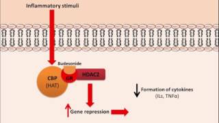 Budesonide  Mechanism of Action [upl. by Eintrok]