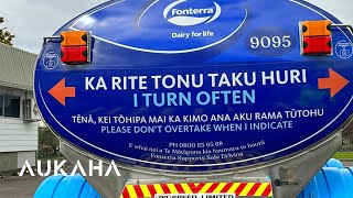 Dairy giant Fonterra today unveils its first bilingual milk tanker  with more to come [upl. by Jocelin495]