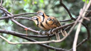 Greater Necklaced Laughingthrush [upl. by Nahama595]