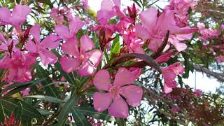 Oleander Pink LoveNature [upl. by Leahcimed]