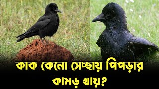 কাক কেনো সেচ্ছায় পিপড়ার কামড় খায় [upl. by Atila]