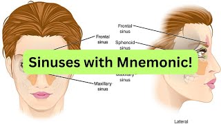 Paranasal sinuses with Mnemonic to easily memorize them [upl. by Atsillak830]