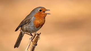 Kızılgerdan  European Robin Erithacus rubecula [upl. by Eiramyelhsa340]