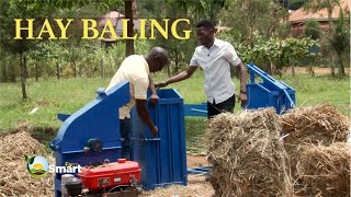 Hay Making or Baling Process  Suitable crops for making hay Cattle Farming ep3 [upl. by Glasgo]