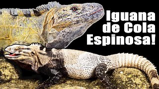 Estas Iguanas son mejores que las Iguanas Verdes [upl. by Tracie763]