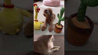 amazing chihuahuapuppy reactionvideo shortsvideo [upl. by Cired]