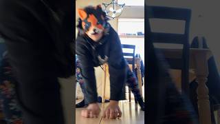 cat fursuit cosplay cute alterhuman theriangear quadrobics therian cattherian [upl. by Nosnirb]